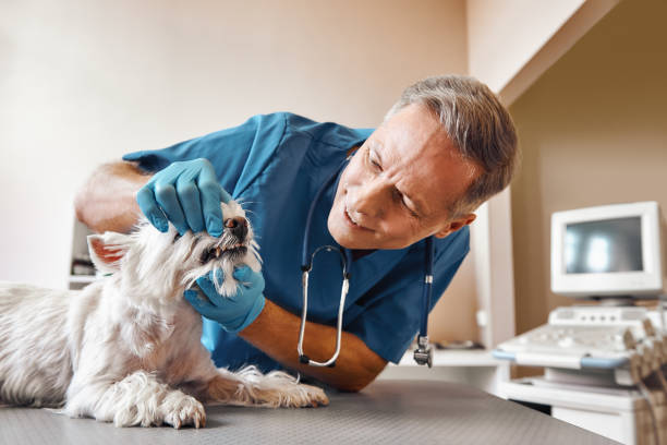 Best Emergency X-Rays and Diagnostics in Taylorsville, UT